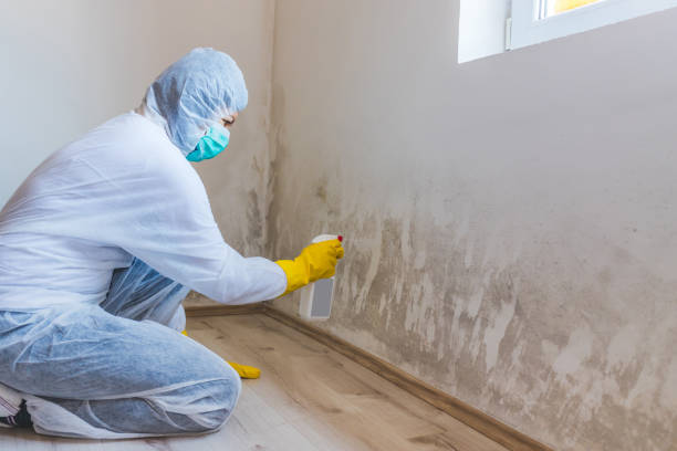 Professional mold removal team in Coalport