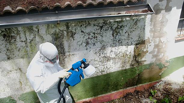 Mold Removal service in Coalport